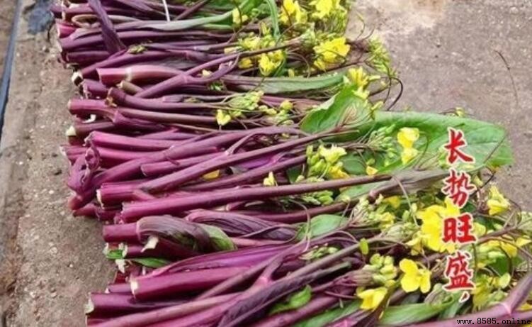 紅菜心花能夠食用嗎？營養價值與清潔方法解析