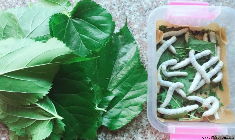 蠶不吃桑葉的原因與對策