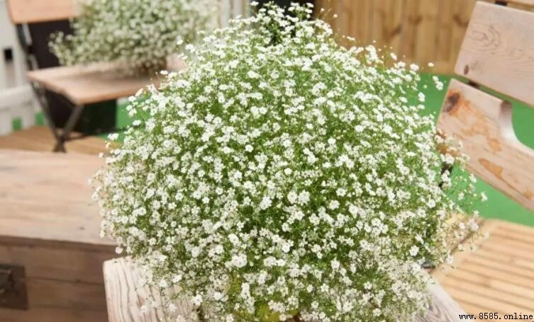滿天星最佳種植時間與合適季節解析
