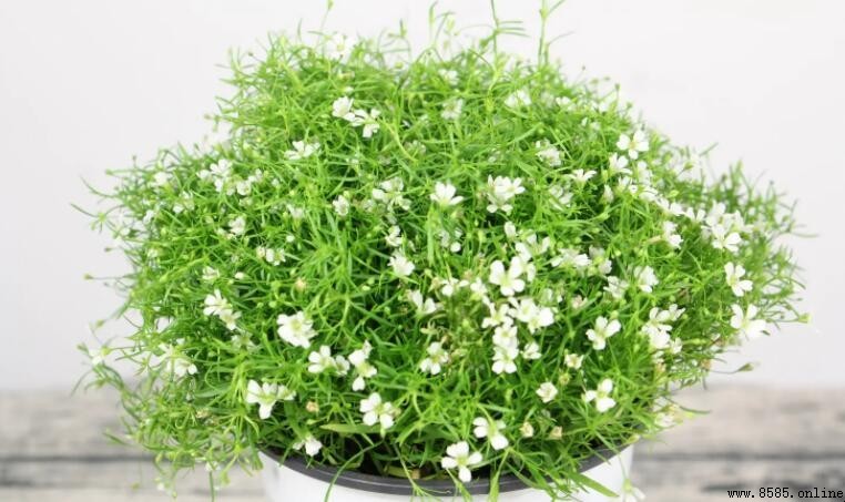 滿天星種植注意事項與關鍵要點