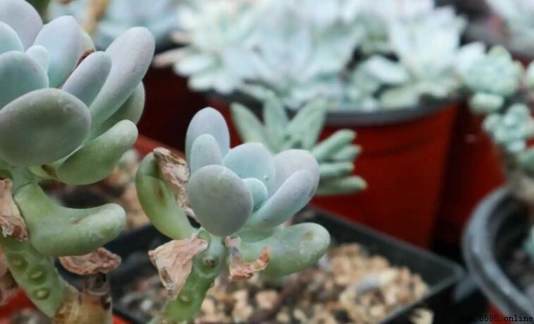 多肉葉子發黃怎麼辦？三步驟拯救您的多肉植物