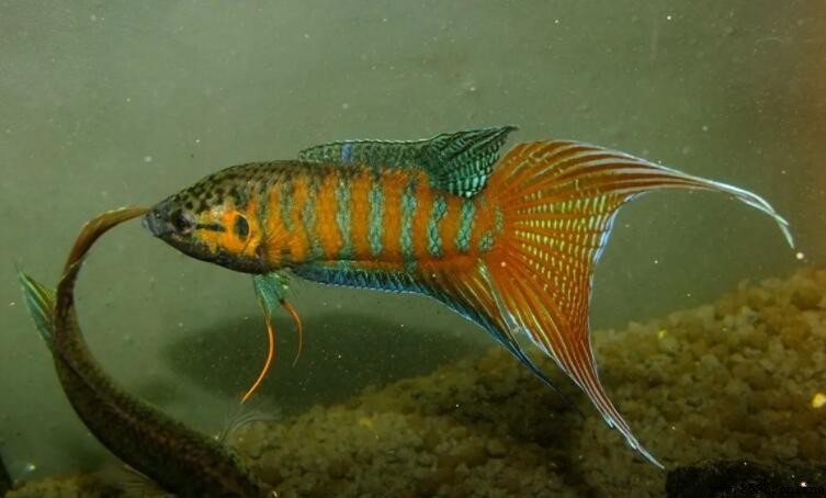 中國斗魚是冷水魚嗎?解析其實屬熱帶魚