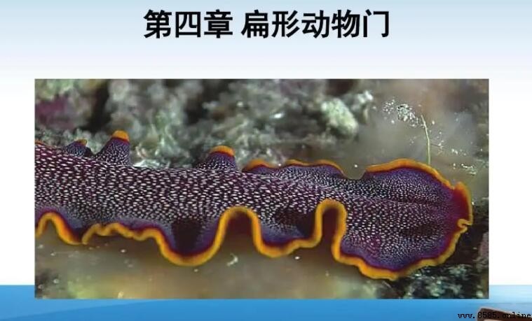 扁形動物的主要特徵