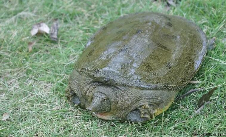 甲魚會冬眠嗎？解析其冬眠習性與時間