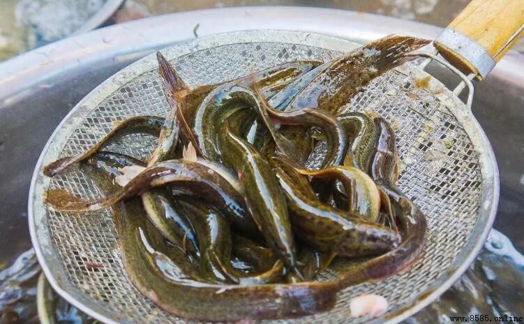 泥鳅能净化海水嗎?解析其生態角色與影響