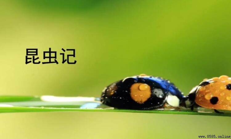 《昆蟲記》中昆蟲的特點總結