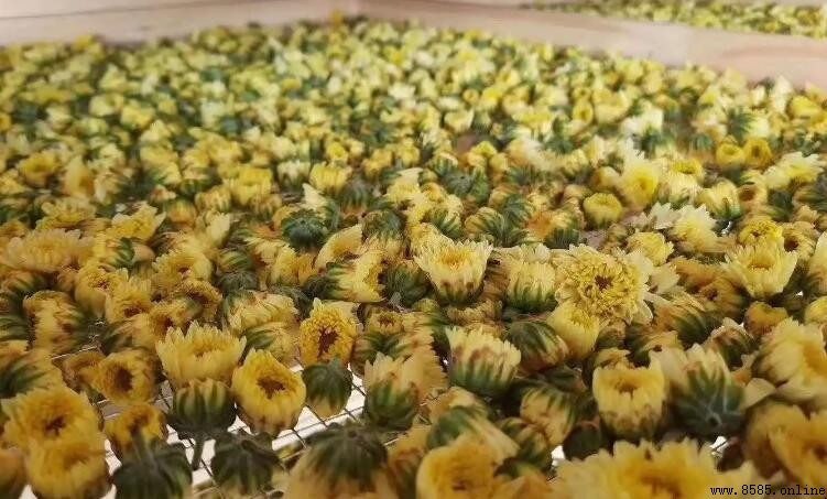 烘干菊花的正确溫度與方法