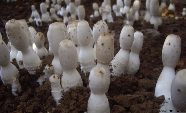 野生雞腿菇可以吃嗎？安全食用指南