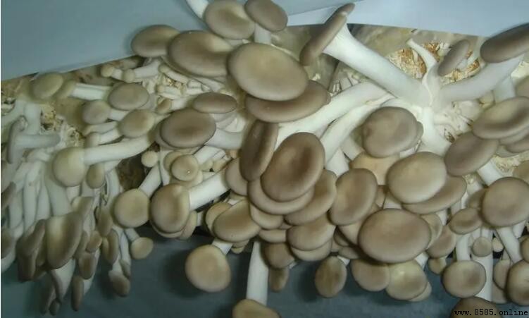 秀珍菇的烹煮時間與口感建議