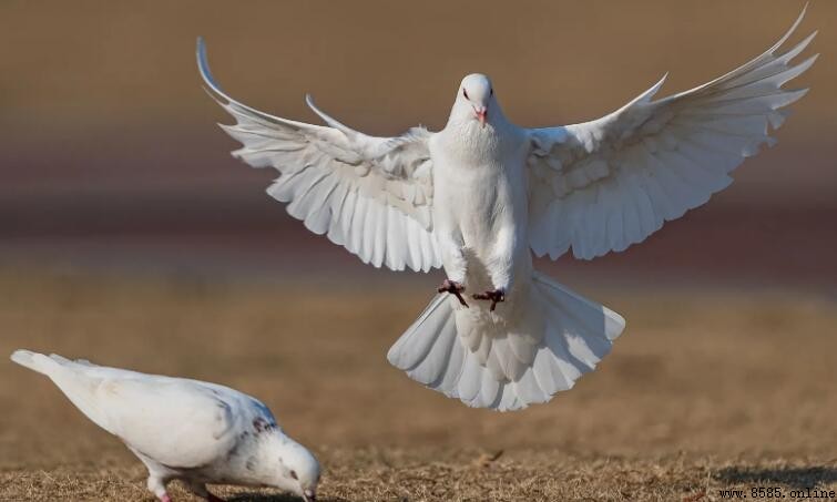 鴿子是家禽還是鳥類?科學解析牸的歸屬