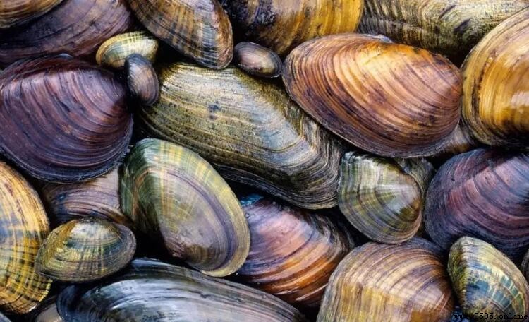 河蚌能淨化水質嗎?觀賞魚缸中的角色解析
