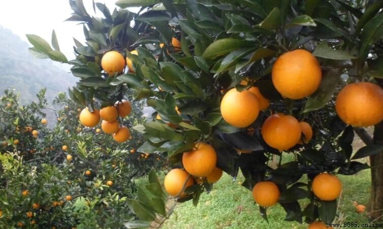 麻陽冰糖橙產自湖南懷化市