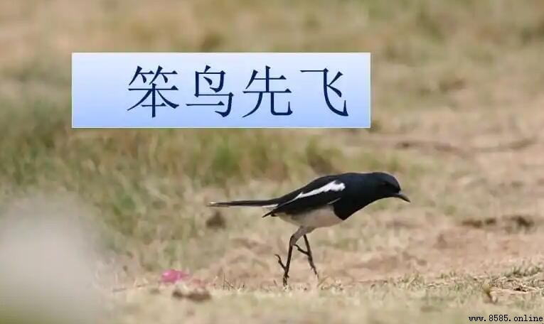 類似「笨鳥先飛」的成語有哪些？