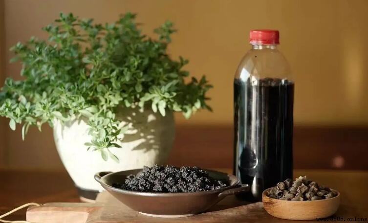 桑葚干泡酒需要洗嗎？正確清洗與泡製步驟