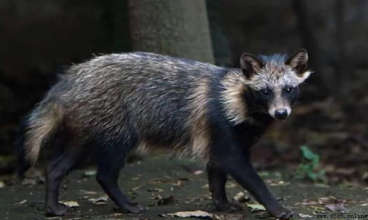 一丘之貉的貉是什麼動物?貉的特徵、棲息與行為解析