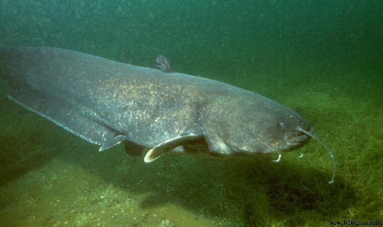 我國10大凶猛淡水魚類排行榜