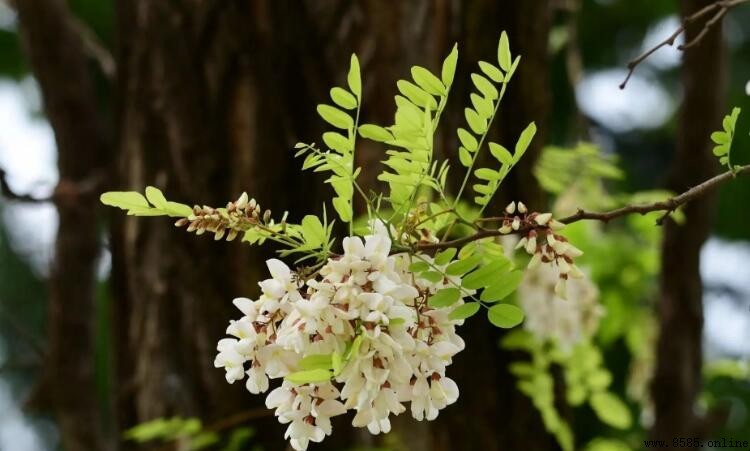 耐鹼鹽植物品種介紹