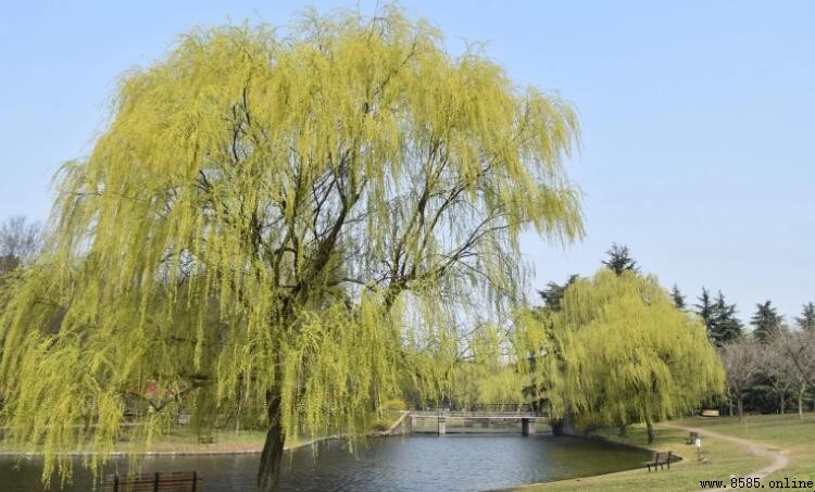 楊柳是什麼季節的植物？春季生長花期介紹