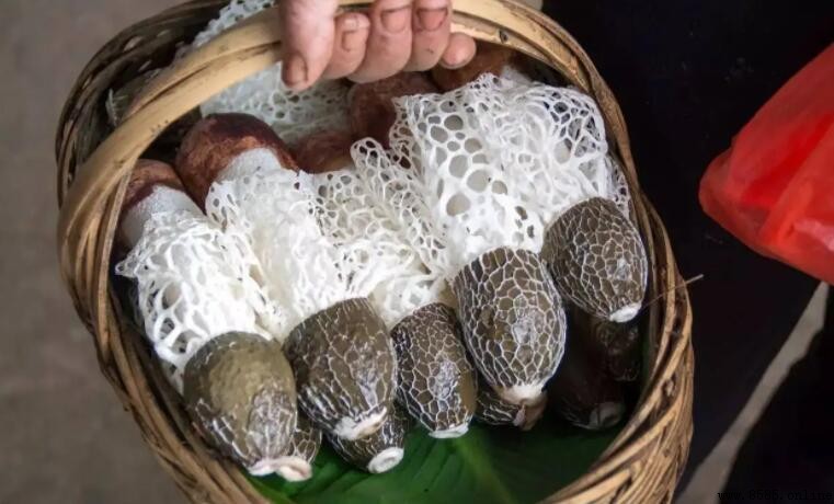 竹荪未開袋變褐色原因解析