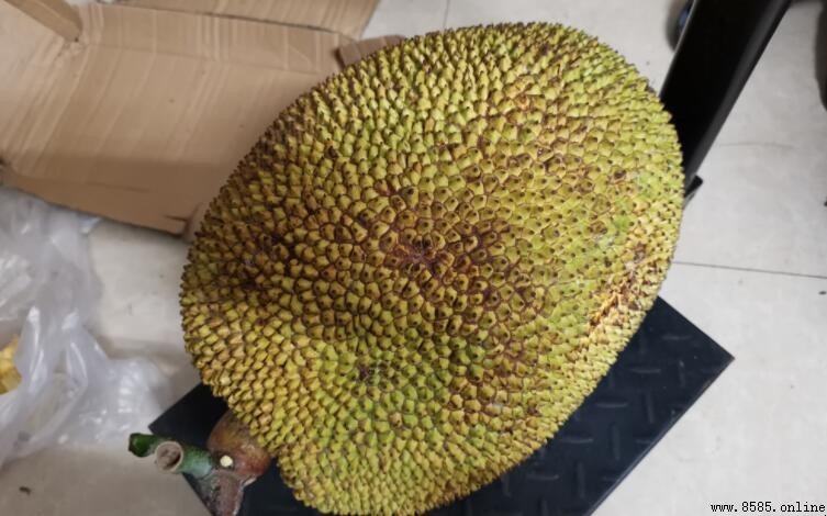 整個菠蘿蜜能保存多久