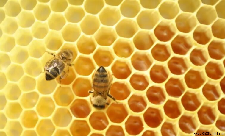 為什麼蜜蜂能精確回巢:探索它們的導航機制