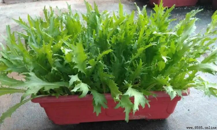 苦菊不焯水會有毒嗎？解答食用疑慮