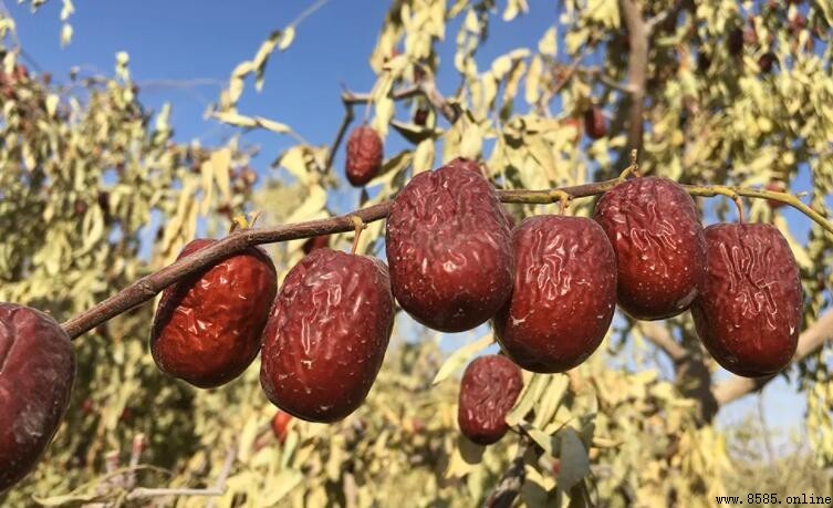 紅棗之鄉是什麼地方