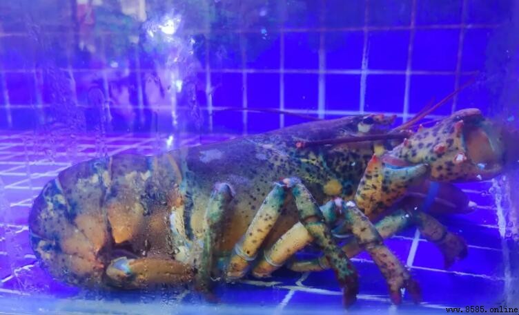 波士頓龍蝦是進口的嗎?來源與分佈解析