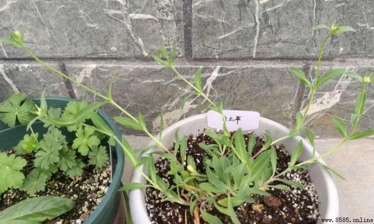 西藏地區花卉多樣性：名錄與特色