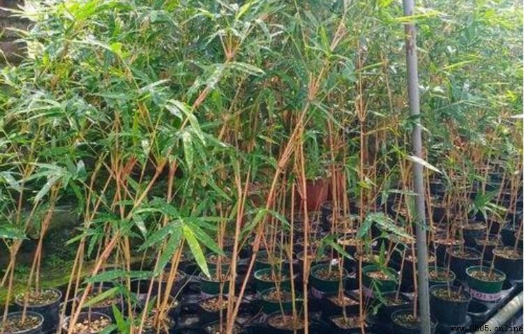 紅竹與紅寒竹的區別：品種、習性與外觀比較