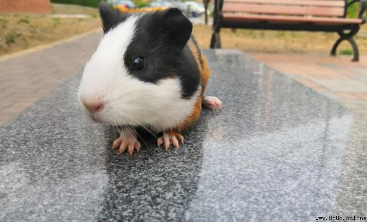天竺鼠好養嗎？全面解析飼養難度與實用技巧