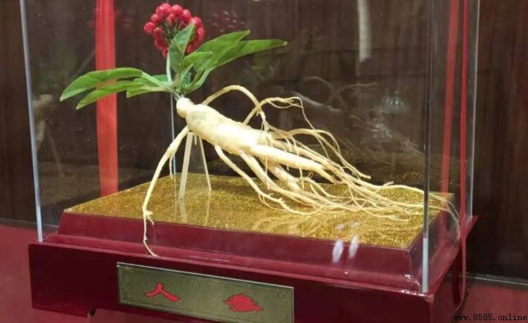 人參是根還是莖？解析其植物部位與藥用價值
