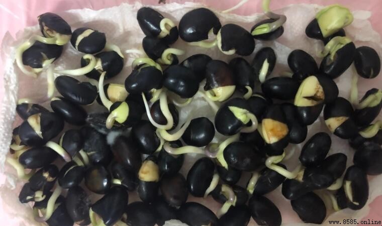 黑豆發芽了還能吃嗎