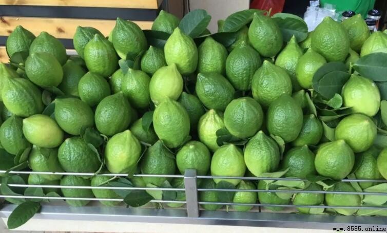 香水檸檬的缺點:品種特點與種植挑戰