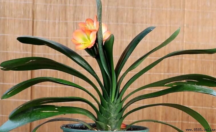 长春市花是什麼花