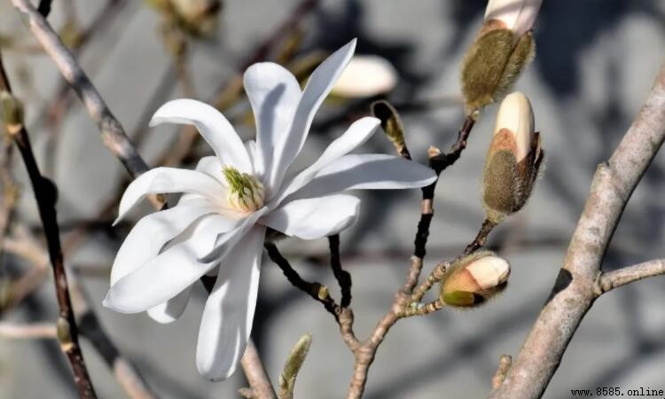 玉蘭花的寓意與花語