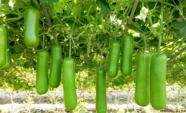 蒲瓜為什麼會苦?原因與解決方法解析