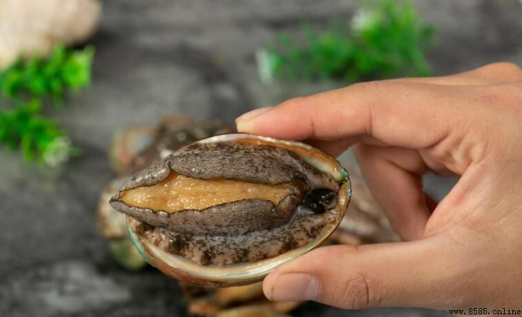 鮑魚死亡後的處理與保存方法