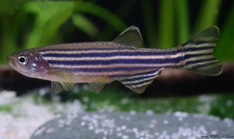 斑馬魚養殖多久能長大?成長時間與環境因素解析