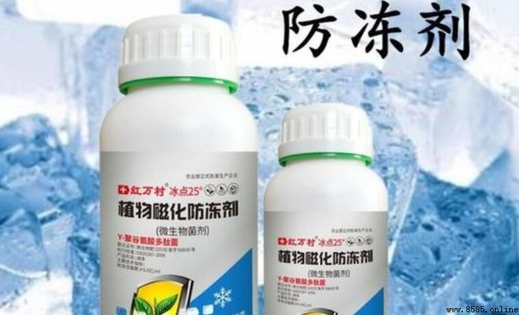 蔬菜防凍劑實用嗎?功能與效果一次看