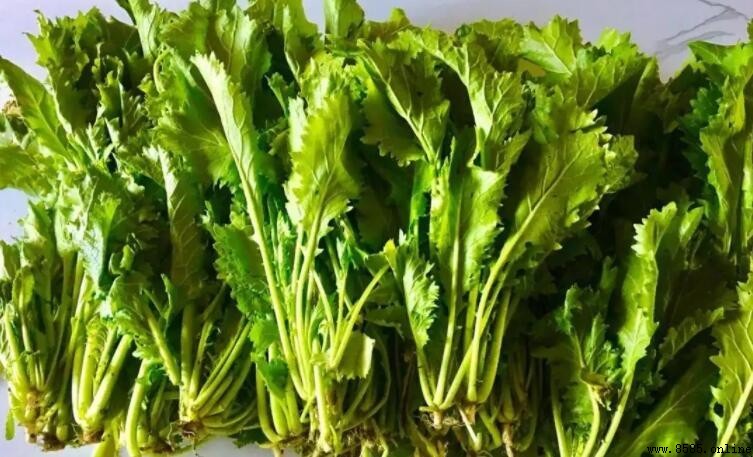新鮮的雪菜能直接炒嗎?