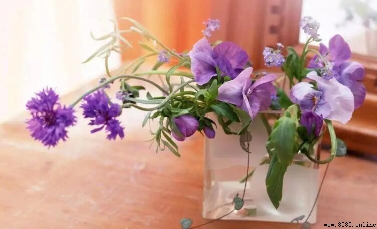 自来水可以直接插花吗？