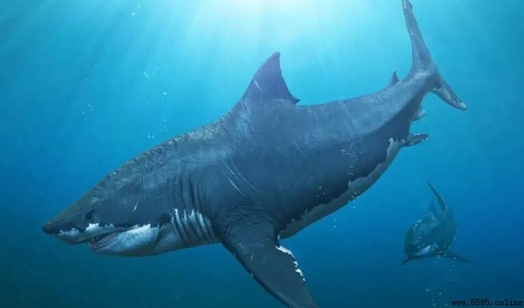 巨齒鲨的天敵:究竟怕什麼海洋生物?
