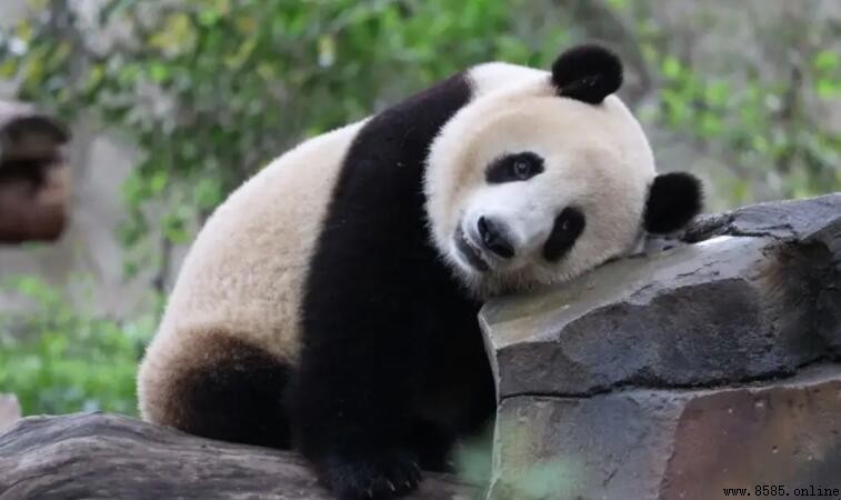 大熊貓有冬眠的習性嗎?解析國寶的過冬方式