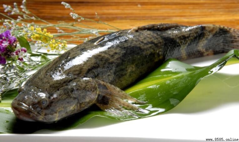 筍殼魚又名什麼?解析其別名與特點