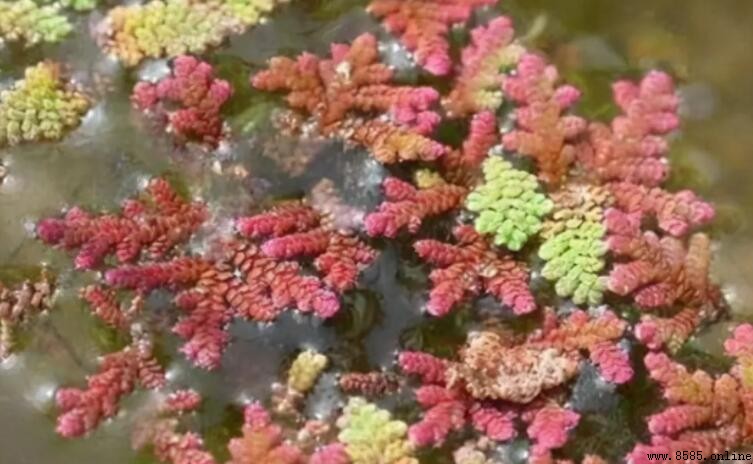 滿江紅是藻類還是蕨類？解析其植物類型與生長特徵