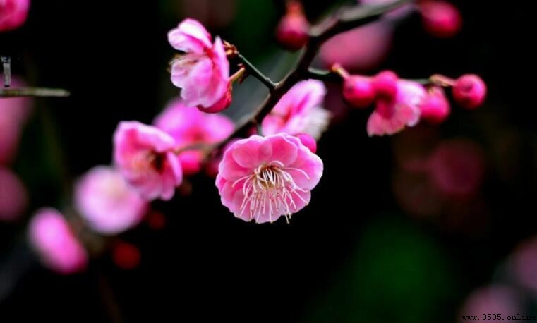 《紅梅》蘇轼的心情:獨立傲骨、達觀超脫的詩詞意境