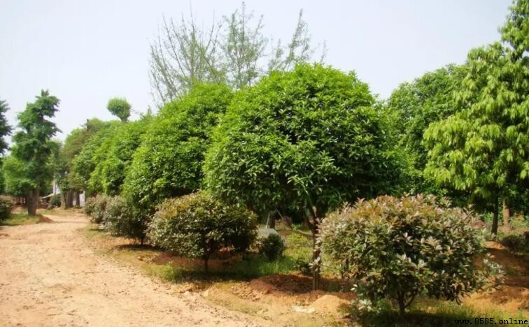 桂花樹需要剪枝嗎？專業解析修剪的好處與方法