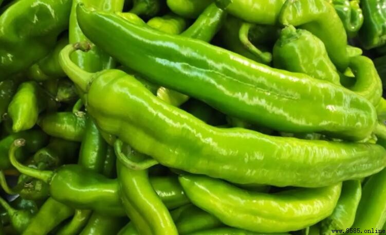 青椒是菌類嗎？解析其植物學歸屬與營養特點