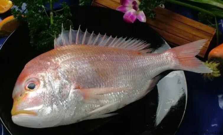 紅加吉魚是什麼魚？— 解析真實身份與特徵